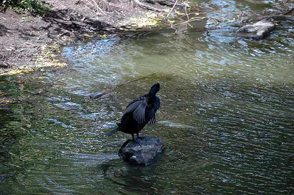 Central Park 026.JPG